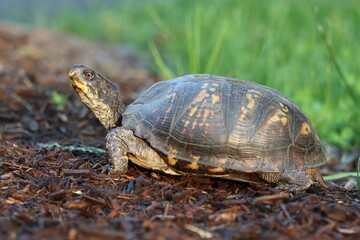 A common box turtle out for an evening stroll in Northern Westchester County, New York