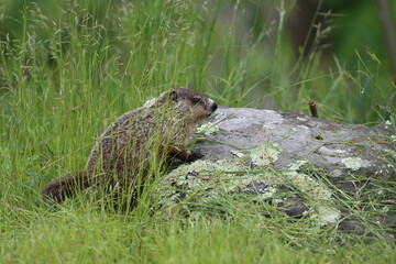 A young woodchuck exploring the terrain