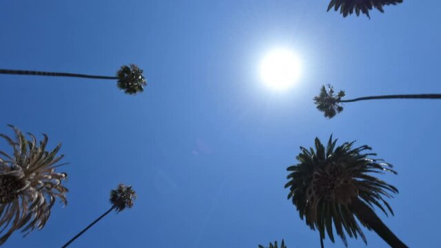 Looking up at Palm Trees and Blue Sky with Sun Passing by on a Car on a Boulevard in California
