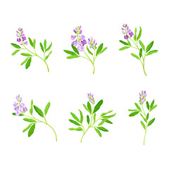 Fototapeta na wymiar Blooming alfalfa plant set. Medicago sativa or lucerne twigs with flowers and leaves, ayurvedic medical herb vector illustration