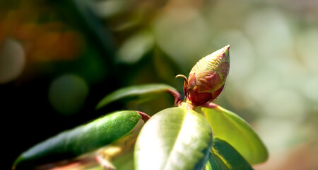 Closeup of a flower bud in a park in spring outside. Rhododendron flower blossom about to open growing in a bush against a blurred green background in a botanical garden. New seasonal growth