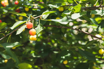 Unripe yellow and red cherries ripen on the tree in summer, shallow depth of field, green leafs on background. Beautiful sunny day