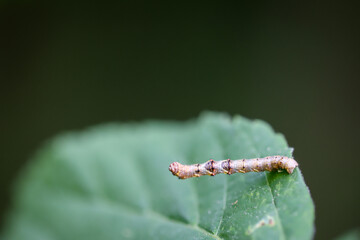 Die Raupe eines Spanners, Frostspanners hat sich als Ast an einem Blatt getarnt.