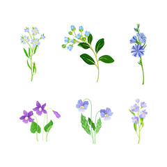Field blooming flowers set. Herbaceous flowering plants vector illustration
