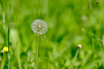 A beautiful dandelion on a green background, a symbol of summer