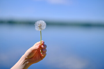 A beautiful dandelion girl holds in her hand, on a blue background, side view