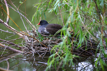 Eine Teichralle, ein Teichhuhn auf ihrem Nest zum brüten.