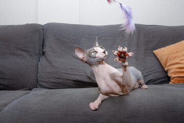Domestic sphynx cat playing with a toy. Home interior.