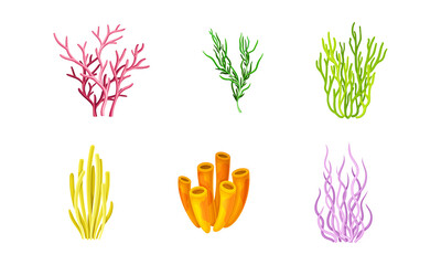 Tropical seaweeds or algae set. Aquatic underwater flora vector illustration