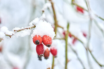 Closeup of Armur rose buds covered in snow on a white winter day. Budding roses growing in a garden or forest with copyspace. Edible flowers on a brach under a blanket of frosty snow and copy space