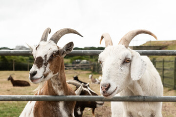 Fototapeta premium Close-up of two beautiful goats