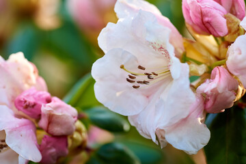Closeup of blooming Rhododendron flowers in the garden at home. Zoomed in on blossoming group of woody plants growing in the backyard in summer. Beautiful pink and white elegant flower on green trees