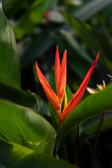 Bird of paradise flower. outdoor. close up.macro