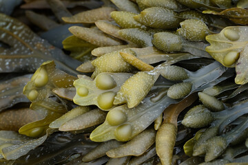 Fucus vesiculosus, known by the common names bladder wrack, black tang, rockweed, ‘’’sea grapes’’’, bladder fucus, sea oak.