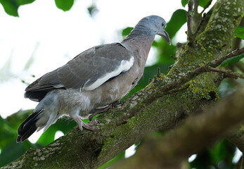 The common wood pigeon or common woodpigeon, also known as simply wood pigeon or woodpigeon, is a large species in the dove and pigeon family, native to the western Palearctic.