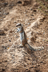 Ein Atlashörnchen oder auch afrikanisches Erdhörnchen in seinem Habitat.
