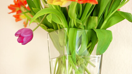 Fresh tulips in a vase within a bright room with copyspace. Mixed vibrant flowers in fresh water arranged as an apology, greeting, romantic gesture or welcome at empty house with copy space