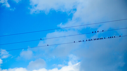 Black birds on electric wires in a cloudy day
