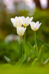 Closeup of white Tulips in a park or garden on a summers day with bokeh background copyspace. Zoom in on seasonal flowers growing in nature. Details, texture and natures pattern of a flowerhead