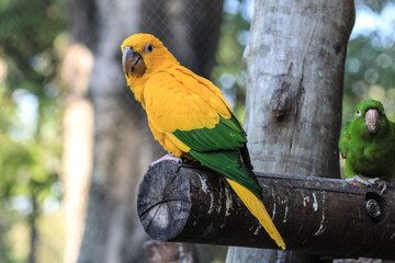 yellow and green macaw