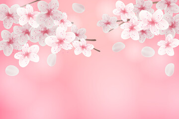 Cherry Blossom Background - 14