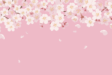Obraz na płótnie Canvas Cherry Blossom Background - 17