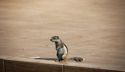 Ein Atlashörnchen oder auch afrikanisches Erdhörnchen in seinem Habitat.

