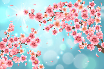 Cherry Blossom Background - 23