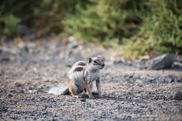 Ein Atlashörnchen oder auch afrikanisches Erdhörnchen in seinem Habitat.
