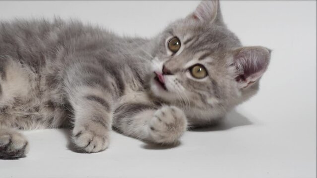A small striped gray kitten looking at you with curiosity, licking its paw on a white background, close-up, Full HD. Caring for pets concept