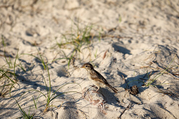 Ein Wüstengimpel oder ein Wüstentrompeter, Bucanetes githagineus beim Fressen auf einer Pflanze.