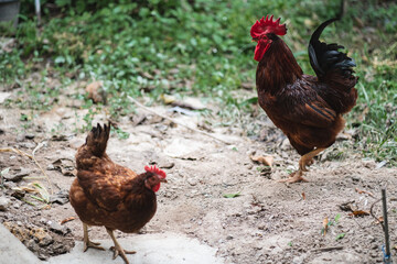 Hen flying and picking on grass in field