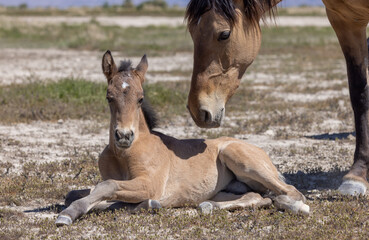 Wild Horse Mare and Foal in the Utah Desert in Spring