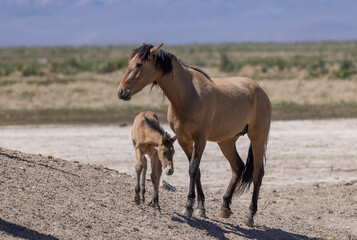 Naklejka na ściany i meble Wild Horse Mare and Foal in the Utah Desert in Spring