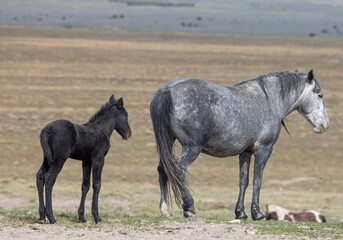 Wild Horse Mare and Foal in the Utah Desert in Spring