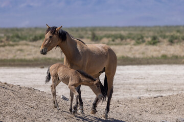 Obraz na płótnie Canvas Wild Horse Mare and Foal in the Utah Desert in Spring