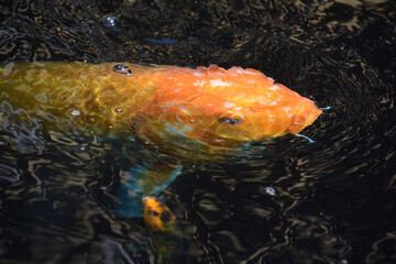 Orange Carp Swimming Along Under the Water