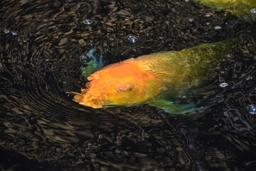 Fantastic Orange Koi Fish Swimming in Dark Pond