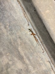 ants on the roof