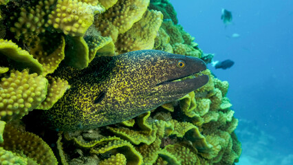 Yellow Edged Moray Eel (Gymnothorax flavimarginatus) peeks out of its Lettuce coral or Yellow Scroll Coral (Turbinaria reniformis). Close-up. Red sea, Egypt
