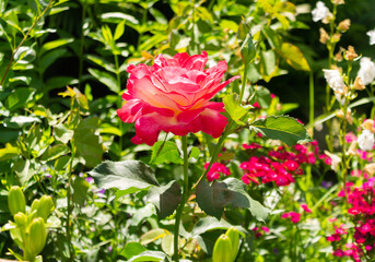 Shrub of red roses on a green background