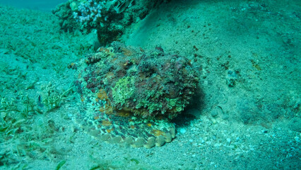 Close-up of the Stonefish lies on sandy bottom covered with green seagrass. Reef Stonefish (Synanceia verrucosa) Red sea, Egypt