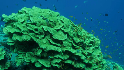 School of Lyretail Anthias or Sea Goldie (Pseudanthias squamipinnis) swims near Lettuce coral or Yellow Scroll Coral (Turbinaria reniformis). Red sea, Egypt