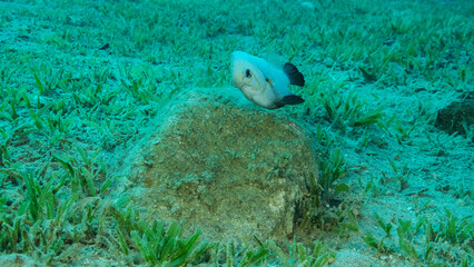 Damsel Damsel guards the eggs on the stone. Breeding period. Domino Damsel (Dascyllus...