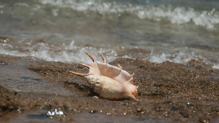 Seashell in the surf zone on background sea waves. Shell of Spider Conch (Lambis lambis) in coastline. Red sea, Egypt