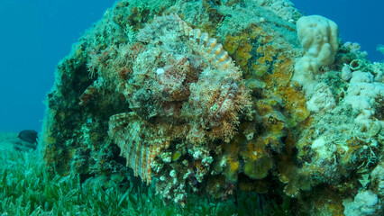 Naklejka na ściany i meble Scorpion fish lie on the reef. Bearded Scorpionfish (Scorpaenopsis barbata).Red sea, Egypt