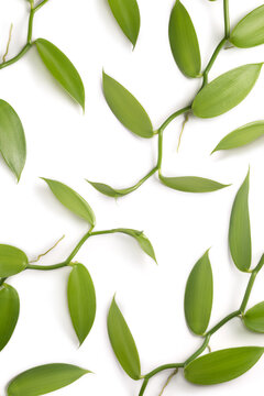 pattern of vanilla orchid flowering plant, also known as flat leaved vanilla, plant from which the vanilla spice is obtained or derived, commercially important vine, climbing plant isolated on white