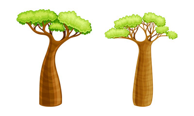 Baobab trees set. Powerful plant with green foliage cartoon vector illustration