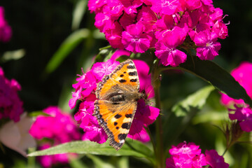 A beautiful image in nature of a butterfly on a flower