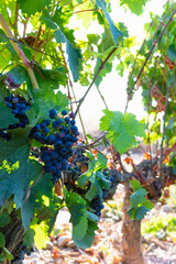 A perfect vine stock, where several bunches of grapes can be seen. In the background a radiant sun nourishing them in their growth.